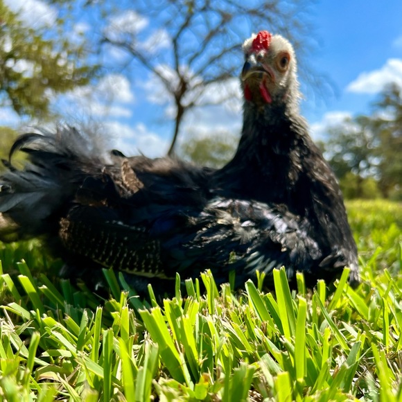 Meet your Posher - Picture 6 of 12